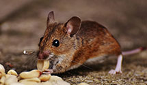 24 Hour & Emergency Exterminators in Dallas, NC